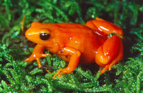 The Golden Mantella, one of the threatened species